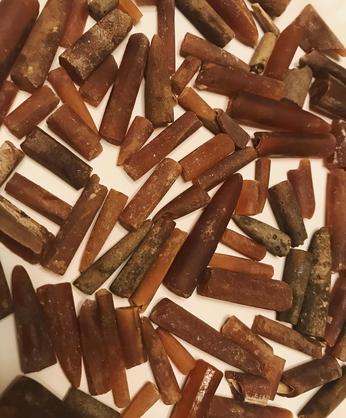 Belemnite Fossils